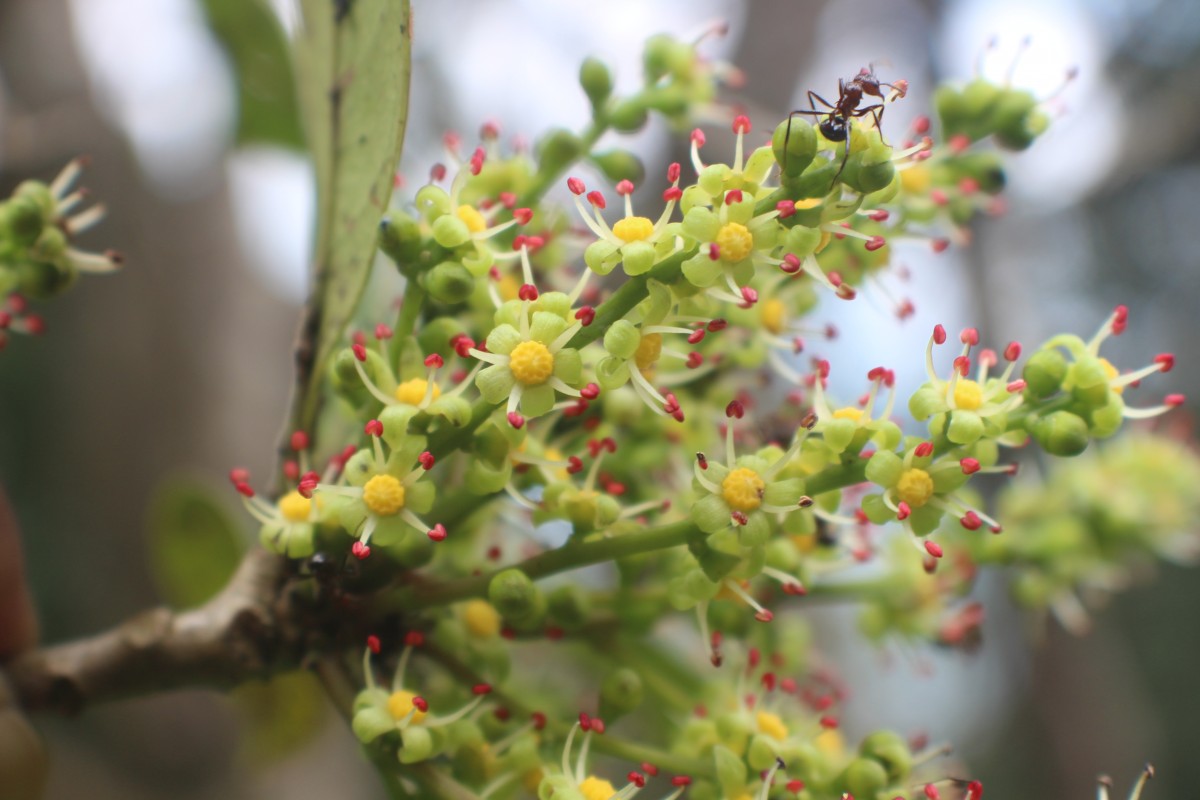 Semecarpus parvifolius Thwaites